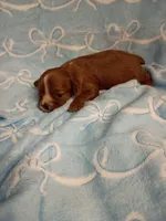 Winston, a male Cavalier King Charles Spaniel for sale in Telephone, TX – Photo 3 of 3