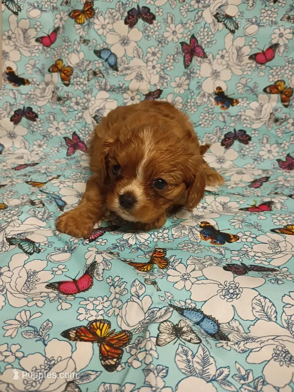Winston – Cavalier King Charles Spaniel puppy for sale in Telephone, TX