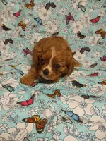 Winston, a male Cavalier King Charles Spaniel for sale in Telephone, TX – Photo 1 of 7