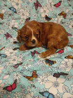 Winston, a male Cavalier King Charles Spaniel for sale in Telephone, TX – Photo 2 of 7