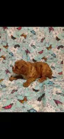 Winston, a male Cavalier King Charles Spaniel for sale in Telephone, TX – Photo 4 of 7