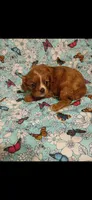 Winston, a male Cavalier King Charles Spaniel for sale in Telephone, TX – Photo 3 of 7