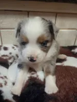 simon, a male Toy Australian Shepherd for sale in Telephone, TX – 1 of 3