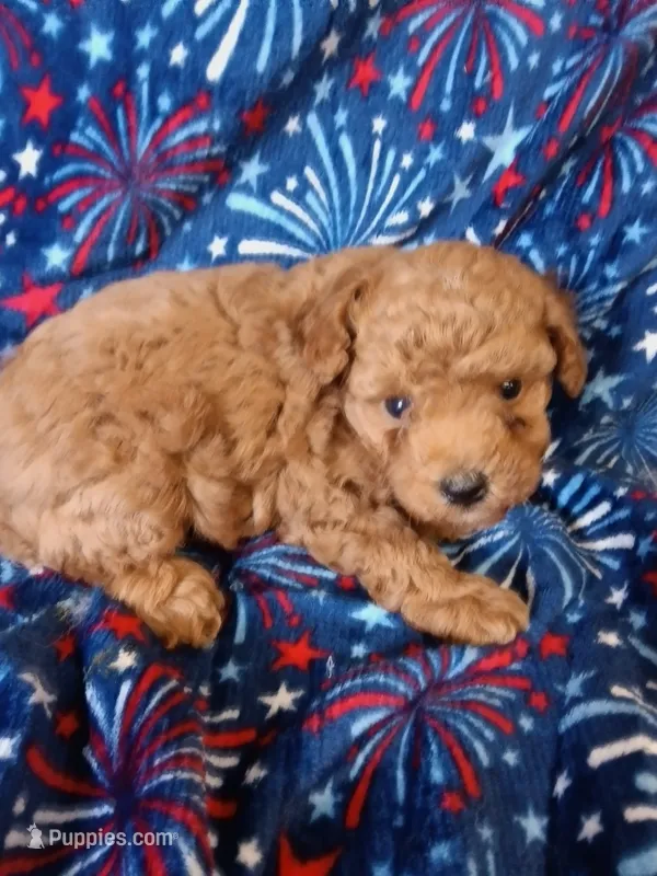 calvin – Poodle - Toy  puppy for sale in Telephone, TX