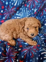 calvin, a male Poodle - Toy  for sale in Telephone, TX – 1 of 2
