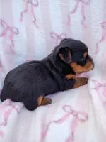 Ivy , a female Yorkshire Terrier for sale in Telephone, TX – Photo 1 of 2