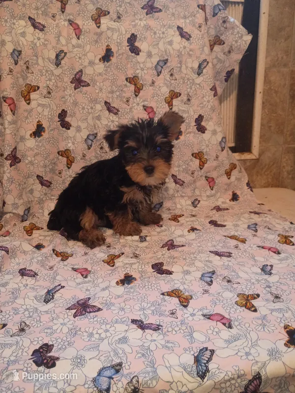 Ivy  – Yorkshire Terrier puppy for sale in Telephone, TX