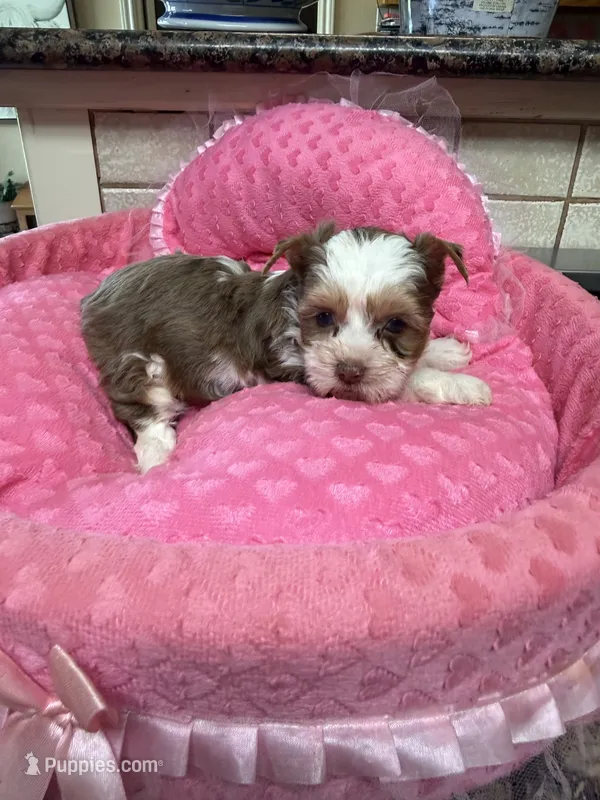 Rosa – Yorkshire Terrier puppy for sale in Telephone, TX
