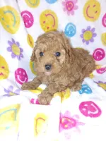 prada, a female Poodle - Toy  for sale in Telephone, TX – 1 of 2