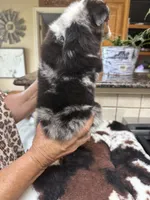 Alvin, a male Toy Australian Shepherd for sale in Telephone, TX – 2 of 8