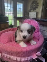 Elenor , a female Toy Australian Shepherd for sale in Telephone, TX – 2 of 7