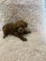 Summer, a  Poodle - Toy  for sale in Telephone, TX – 2 of 2