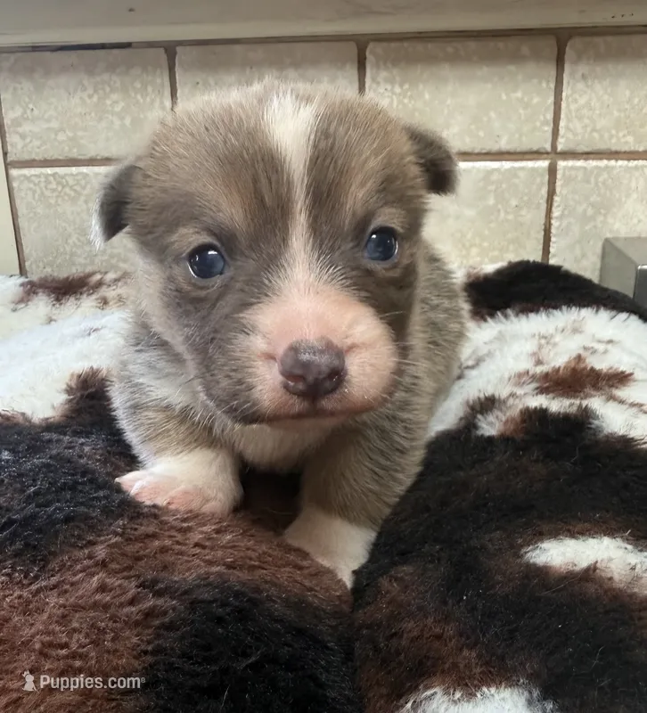 solo – Pembroke Welsh Corgi puppy for sale in Telephone, TX