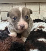 solo, a male Pembroke Welsh Corgi for sale in Telephone, TX – 1 of 4