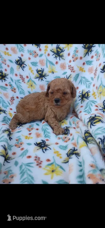 Kassie – Cavapoo puppy for sale in Telephone, TX