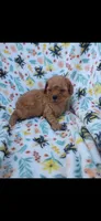 Kassie, a male Cavapoo for sale in Telephone, TX – 1 of 1