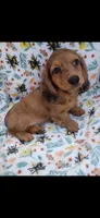 Scott, a male Miniature Dachshund for sale in Telephone, TX – 2 of 2