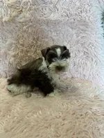 Adra, a female Miniature Schnauzer for sale in Telephone, TX – 2 of 4