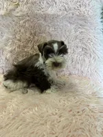 Adra, a female Miniature Schnauzer for sale in Telephone, TX – 3 of 4