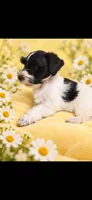Barbie, a female Miniature Schnauzer for sale in Telephone, TX – 2 of 2