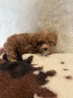 Calvin, a  Poodle - Toy  for sale in Telephone, TX – 1 of 2