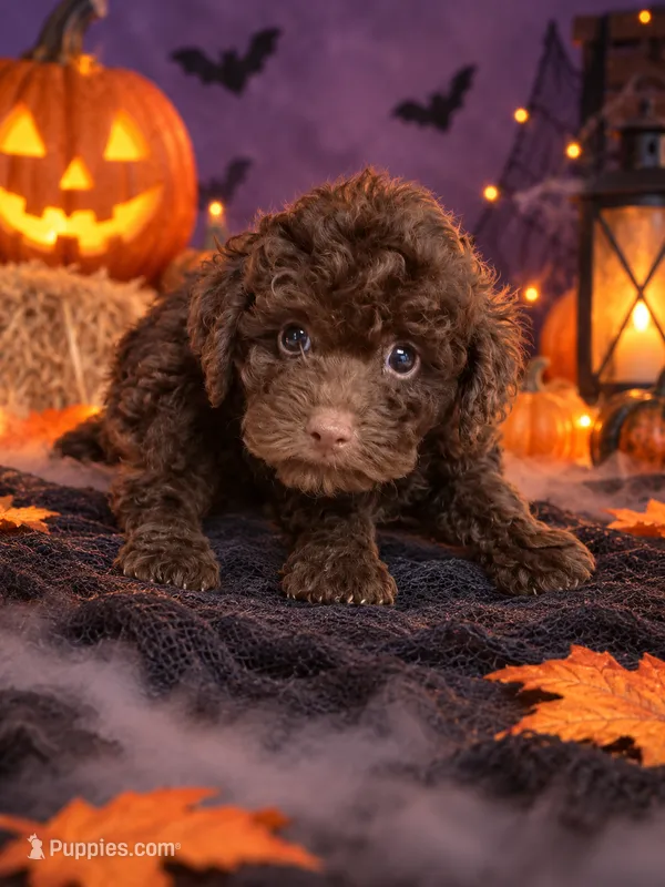Napolean  – Poodle - Toy  puppy for sale in Telephone, TX