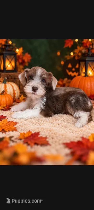 Zues – Miniature Schnauzer puppy for sale in Telephone, TX
