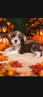 Zues, a male Miniature Schnauzer for sale in Telephone, TX – 1 of 1