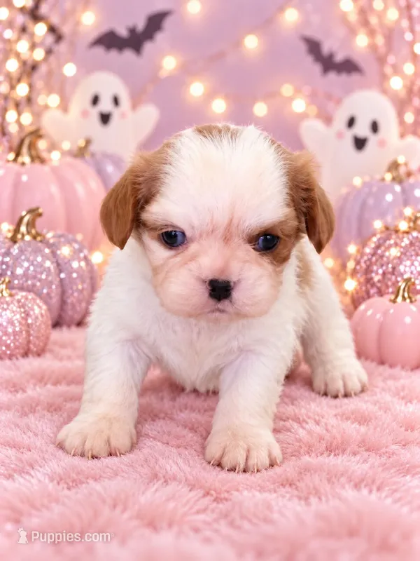 connie – Cavalier King Charles Spaniel puppy for sale in Telephone, TX