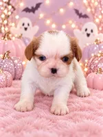 connie, a female Cavalier King Charles Spaniel for sale in Telephone, TX – 1 of 2