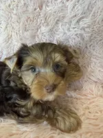 trish, a female Yorkshire Terrier for sale in Telephone, TX – 2 of 2