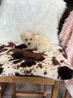 Falkor, a male Yorkshire Terrier for sale in Telephone, TX – 1 of 2