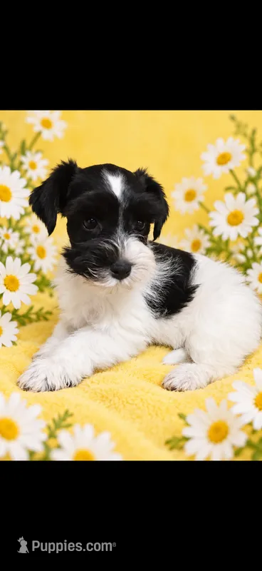Barbie – Miniature Schnauzer puppy for sale in Telephone, TX