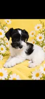 Barbie, a female Miniature Schnauzer for sale in Telephone, TX – 1 of 2