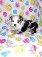 Elenor , a female Toy Australian Shepherd for sale in Telephone, TX – 4 of 7