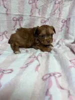 Mitzy, a male Yorkshire Terrier for sale in Telephone, TX – Photo 3 of 3