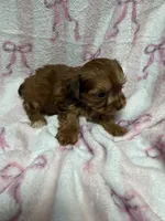 Mitzy, a male Yorkshire Terrier for sale in Telephone, TX – Photo 2 of 3