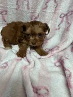 Mitzy, a male Yorkshire Terrier for sale in Telephone, TX – Photo 1 of 3