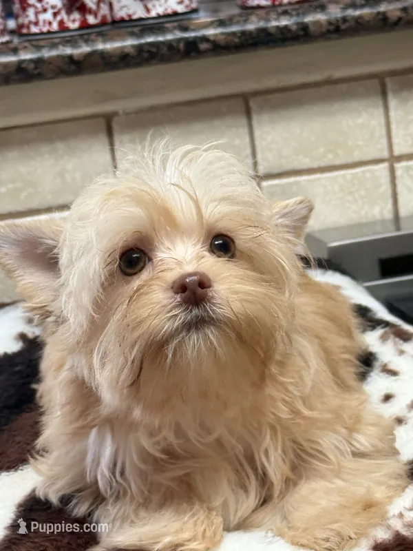 Joker – Yorkshire Terrier puppy for sale in Telephone, TX