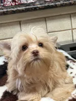 Joker, a male Yorkshire Terrier for sale in Telephone, TX – 1 of 6