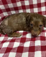 Cosmo , a male Miniature Dachshund for sale in Telephone, TX – Photo 1 of 2