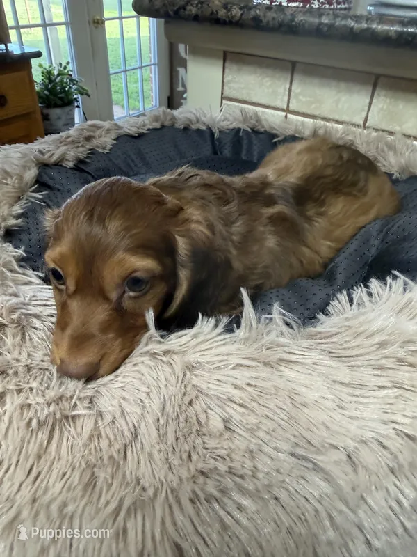 Cosmo  – Miniature Dachshund puppy for sale in Telephone, TX