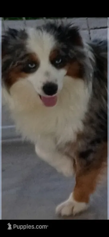 Hollywood – Toy Australian Shepherd puppy for sale in Telephone, TX