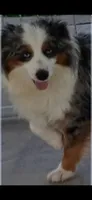 Hollywood, a male Toy Australian Shepherd for sale in Telephone, TX – 1 of 3