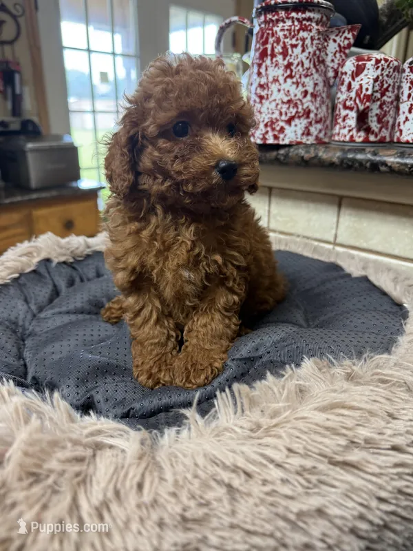 Perry – Poodle - Toy  puppy for sale in Telephone, TX