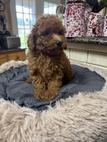 Perry, a male Poodle - Toy  for sale in Telephone, TX – Photo 2 of 3