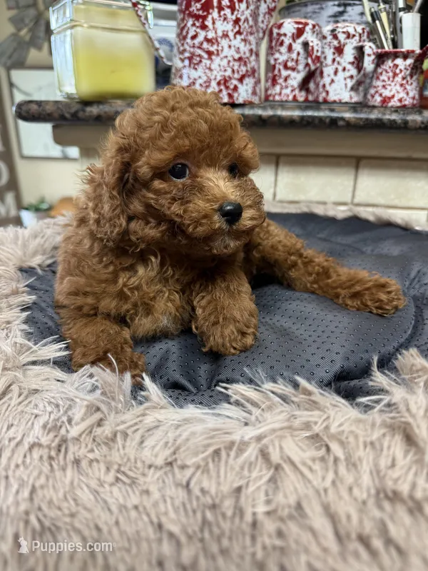 Perry, a male Poodle - Toy  for sale in Telephone, TX – Photo 1 of 3