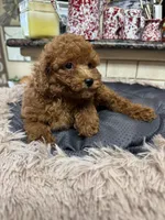 Perry, a male Poodle - Toy  for sale in Telephone, TX – Photo 1 of 3