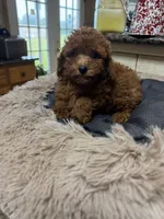 Perry, a male Poodle - Toy  for sale in Telephone, TX – Photo 3 of 3