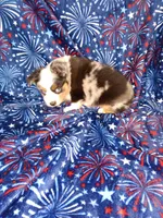 Alvin, a male Toy Australian Shepherd for sale in Telephone, TX – 7 of 8